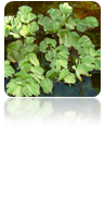 Salvinia